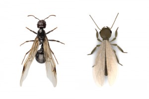 What’s The Difference Between Termites and Flying Ants?