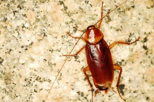 Cockroach Prevention Tips