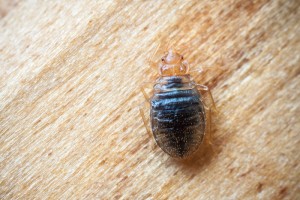 bed bugs, Debug Bed Bugs, Casner Exterminating