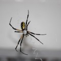 Prevent Spiders In and Around Your Home