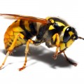 Wasp Pest Problem