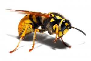 , How To Keep Wasps Away, Casner Exterminating