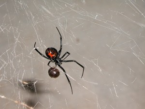 poisonous spiders