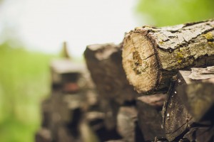 , How to Determine If Your Firewood Has Bugs, Casner Exterminating